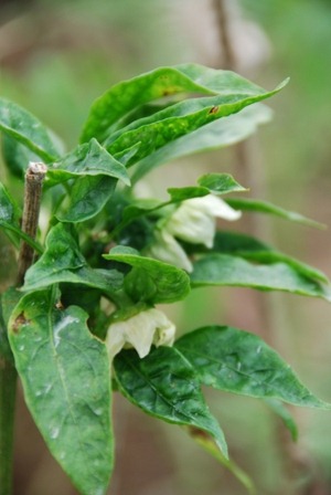 [DSC_0193%255B2%255D.jpg]