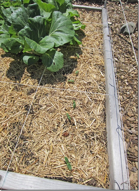 Summer Dance cukes sprouting