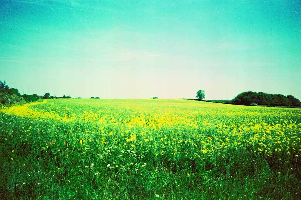 [Summer-Fields-9---XPRO%255B3%255D.jpg]