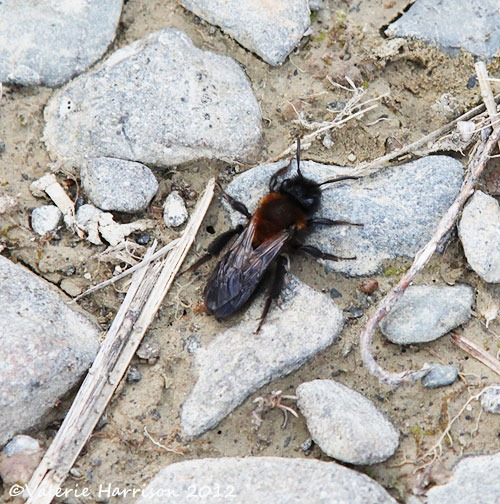 [29-tiny-bee-or-mimic%255B2%255D.jpg]