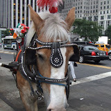 NYC Horse