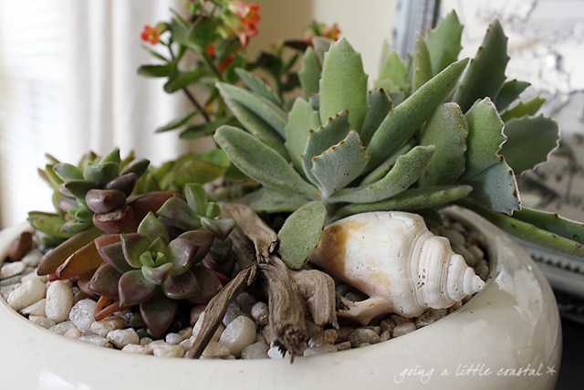 [succulents2_edited-1%255B9%255D.jpg]