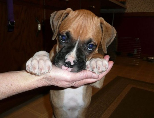 [funny-animals-cute-22%255B2%255D.jpg]