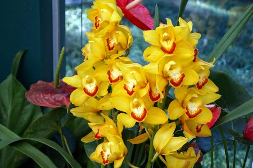 [Orquidea7%255B3%255D.jpg]
