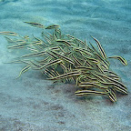 Catfish (Pemuteran, North Bali)