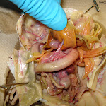 dissect25.jpg