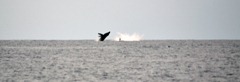 [whales%255B3%255D.jpg]