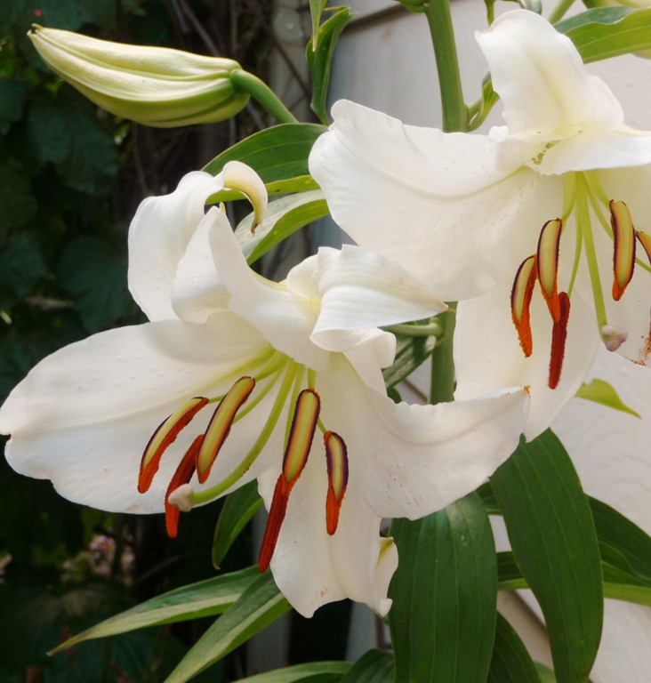 [lilies%2520004%255B4%255D.jpg]