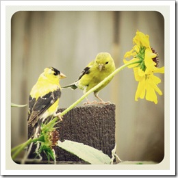 finches