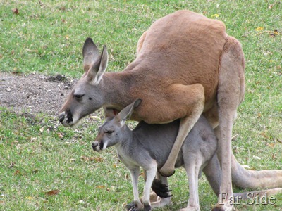 kavorting kangaroos