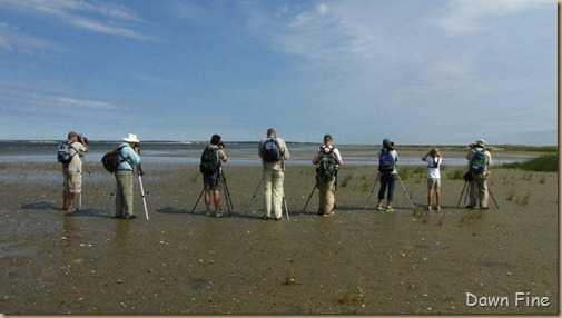 birding south beach_036