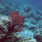 snorkling1.jpg