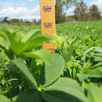 alfalfa ndf.jpg