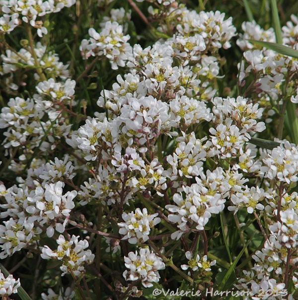[scurvy-grass%255B2%255D.jpg]