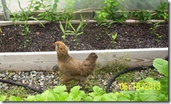 Chicken in the Greenhouse