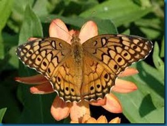 variegated fritillary butterfly