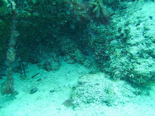 I love these guys. Can you see him?