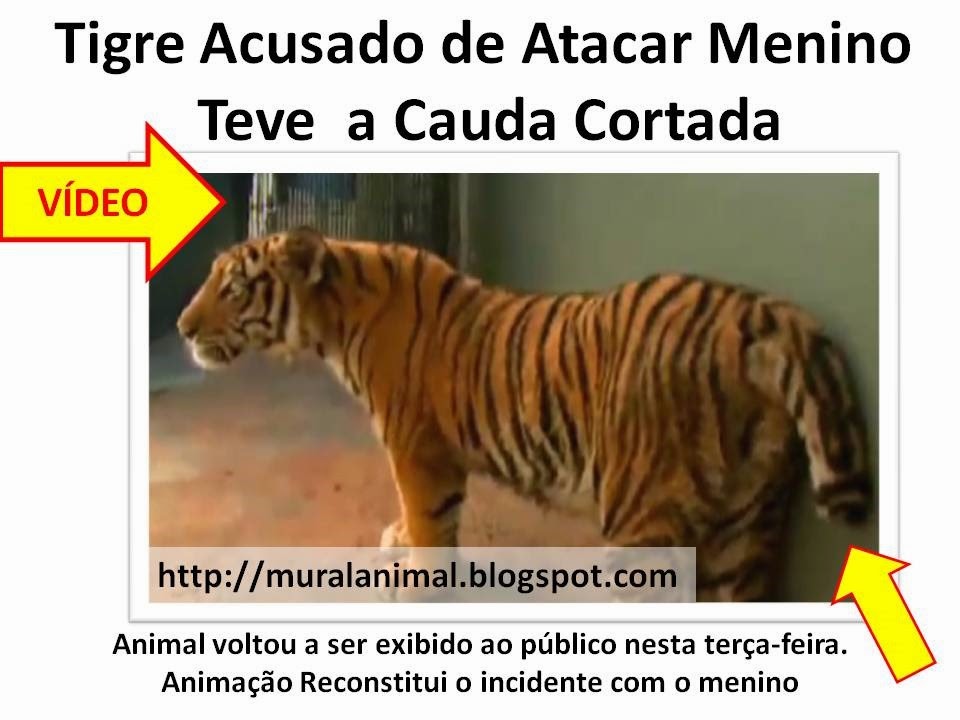 [tigre%2520cauda%255B3%255D.jpg]