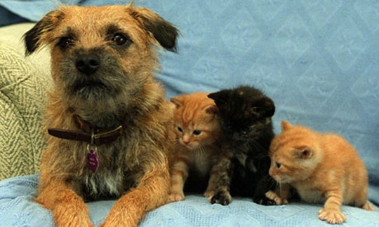 [animals-worried-face-31%255B2%255D.jpg]