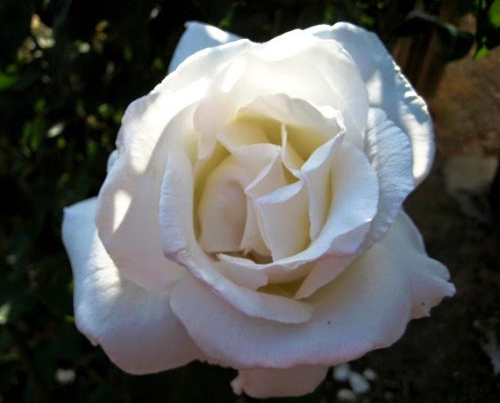 [Rosa%2520Mount%2520Shasta%255B2%255D.jpg]