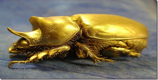 goldbug goldbug