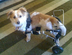 Adopting a special needs animal teaches children about resilience, patience and strength to overcome obstacles. Adopting a special needs animal teaches children about resilience, patience and strength to overcome obstacles.