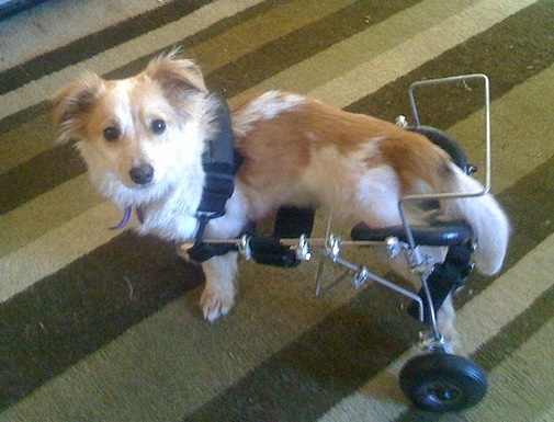 Adopting a special needs animal teaches children about resilience, patience and strength to overcome obstacles.