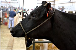 cattle show