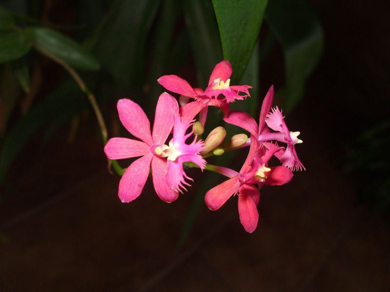 [Epidendrum%2520denticulatum%255B5%255D.jpg]