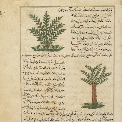 Folio from Aja'ib al-makhluqat (Wonders of Creation) by al-Qazvini; recto: Coconut (Narjil), Lote Tree (Nabiq); verso: Date Palm (Nakhl) | Origin: Iraq or Eastern Turkey | Period: early 15th century | Details: Not Available | Type: Opaque watercolor, ink and gold on paper | Size: H: 32.7 W: 22.4 cm | Museum Code: F1954.81 | Photograph and description taken from Freer and the Sackler (Smithsonian) Museums. 576efc34275645b7b3c3288de9fb6f54.jpg