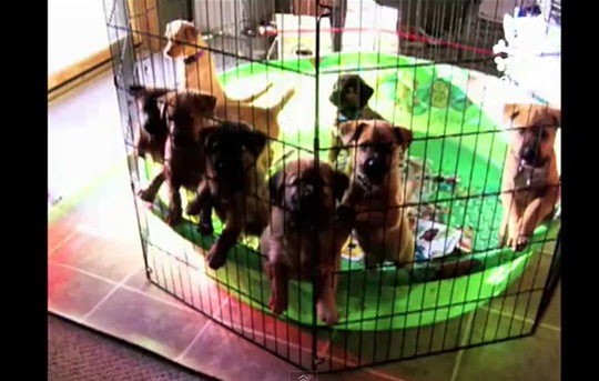 [cute-puppies-wake-up-happy%255B2%255D.jpg]