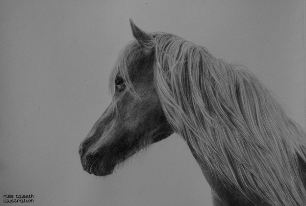 [horse_portrait_13.jpg]