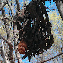 Eastern red bat