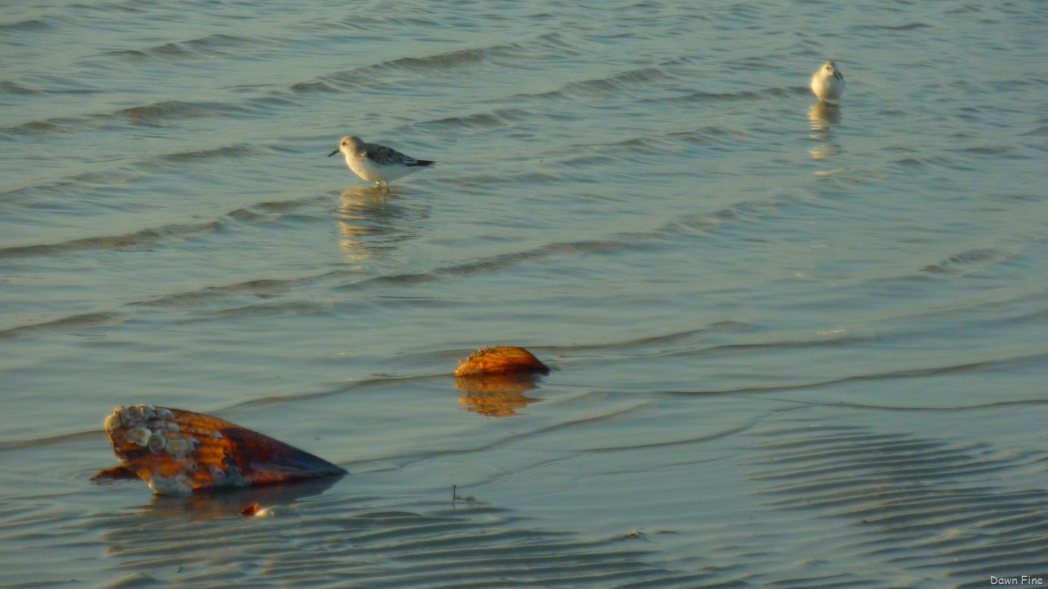 [morning-sanibel_0296.jpg]