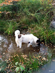 ranger pond.jpg
