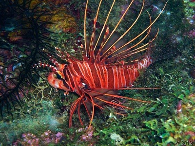 clip_image005 clip_image005