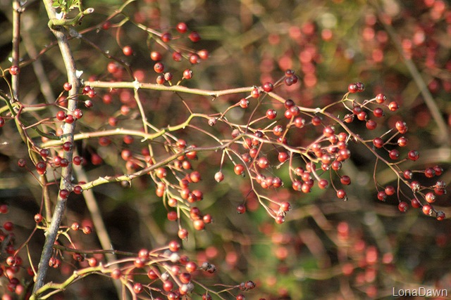 [CH_Berries2%255B4%255D.jpg]