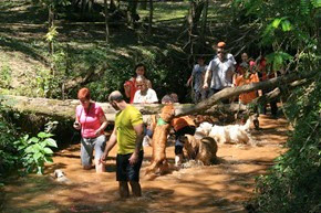 Pets 22 (12_1) (20) Pets 22 (12_1) (20)