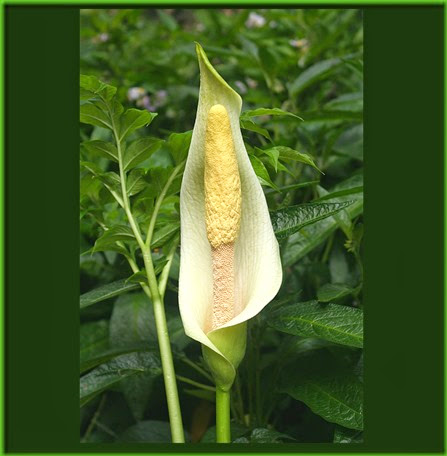 Amorphophallus albus