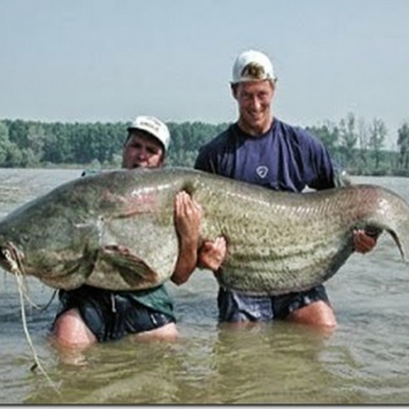 Lele Jumbo: Jenis Ikan Lele Terbesar dengan Berat Mencapai Puluhan Kilogram