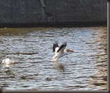 White pelican on Migration.