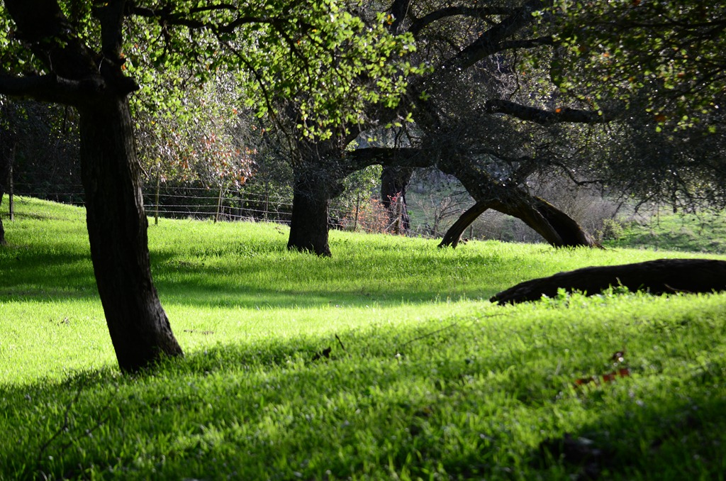 [finding-green_0574.jpg]