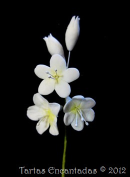 finger flower finger flower