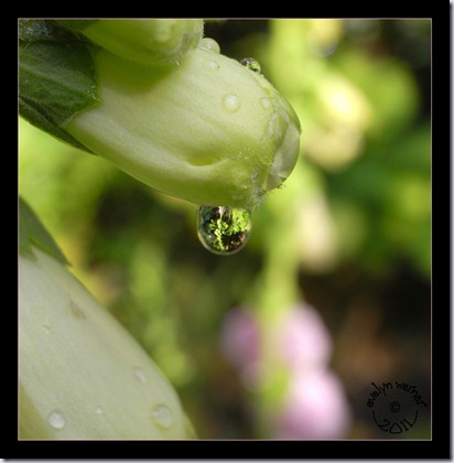 waterdruppel-digitalis waterdruppel-digitalis
