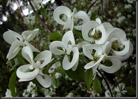 The Magic Dogwood (Cornus florida subspecies urbiniana)