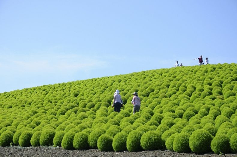 hitachi-seaside-park-7-790 hitachi-seaside-park-7-790