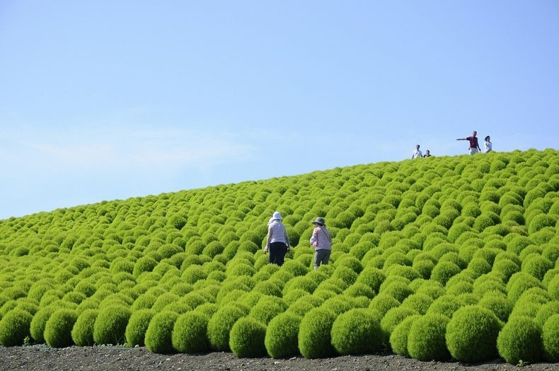 hitachi-seaside-park-7-790