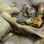 dissect12_labeled.jpg