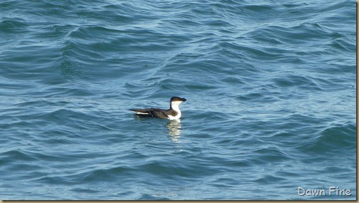 North Beach_087