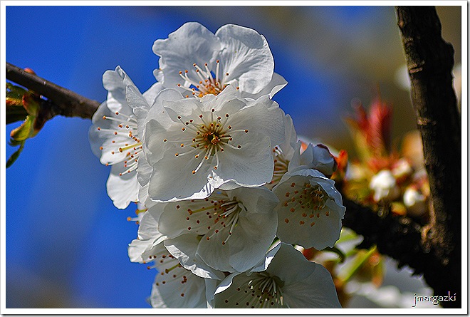 Cerezas